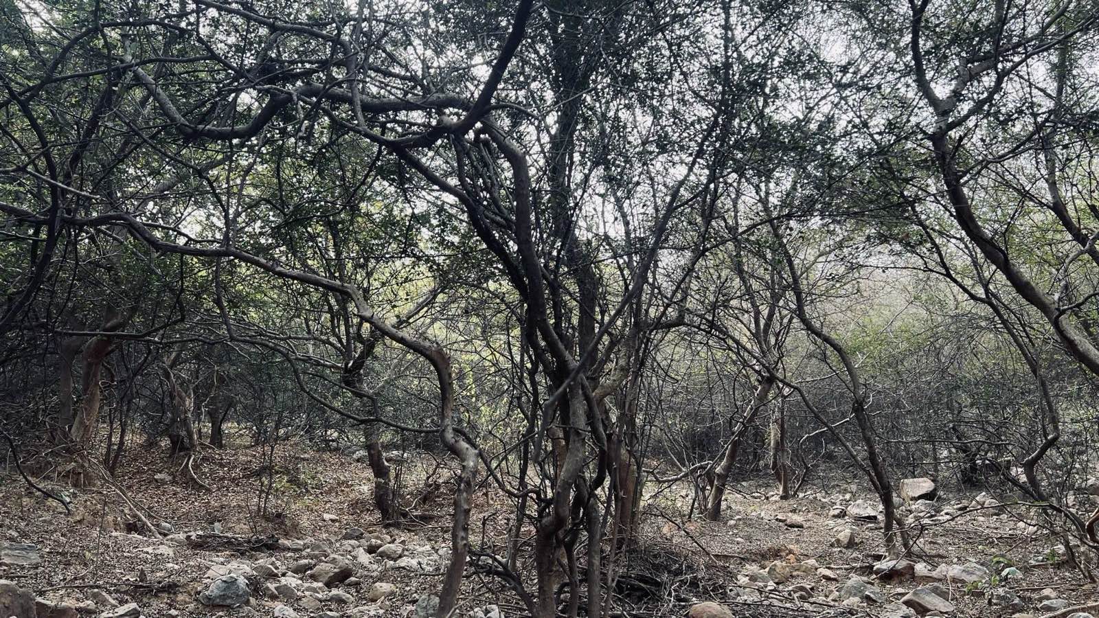 Aravalli forest trail near Gurgaon - first photo
