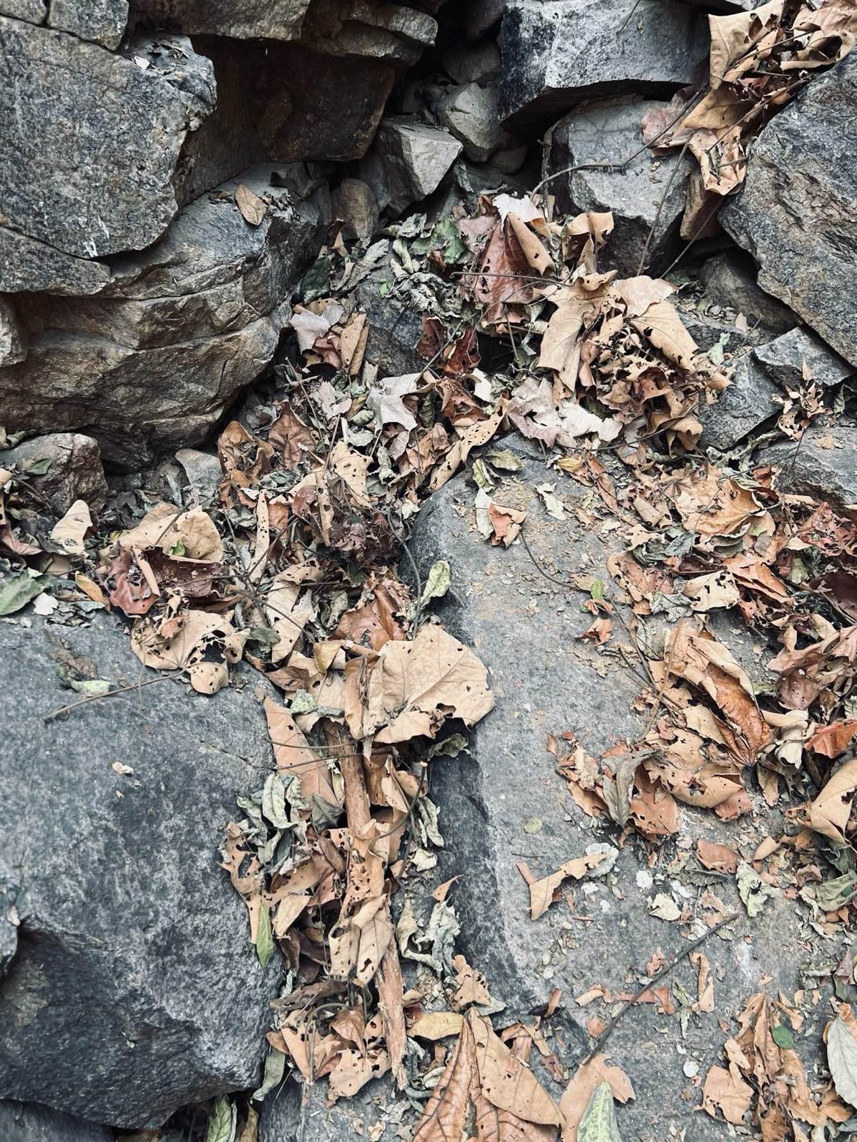 Aravalli forest trail near Gurgaon - second photo
